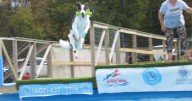 On the Bright Side: Dogs make a splash at Bainbridge dock diving competition