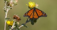 Celebrate monarch migration at the Gathering Place
