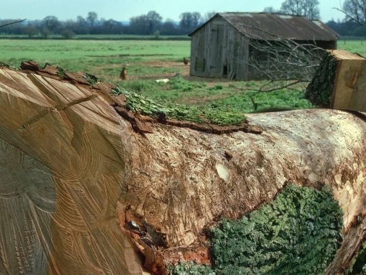Farmgate: Tales of woe for the trees on our farm