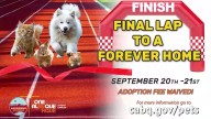Albuquerque Animal Welfare Department hosts 'Final Lap to a Forever Home'