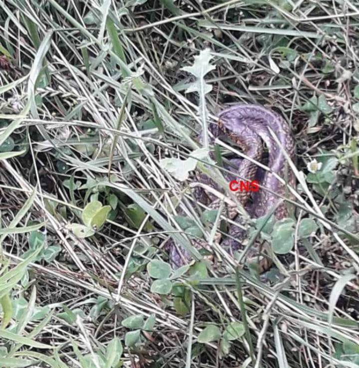 Jammu Kashmir: Python Snake Weighing 55 Kilograms Captured 