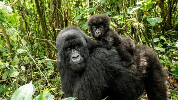 Tourism in Uganda boosts conservation of endangered mountain gorillas