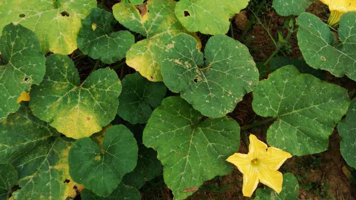 13 Reasons Your Pumpkin Plant Has Yellow Leaves