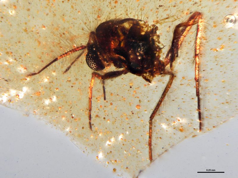 Amber from Ecuador reveals insects from the age of dinosaurs