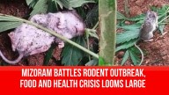 Mizoram Battles Rodent Outbreak, Food and Health Crisis Looms Large