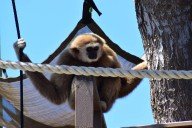 Honolulu Zoo welcomes Bono as companion for female gibbon