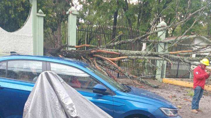 Cae árbol por lluvia en la zona militar de Oaxaca