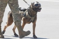“Drako” se despidió del Ejército en la Parada Militar tras 9 años de servicio