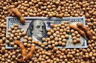 Inédito: en este mes Argentina exportará más poroto que harina de soja gracias a la “aspiradora” china
