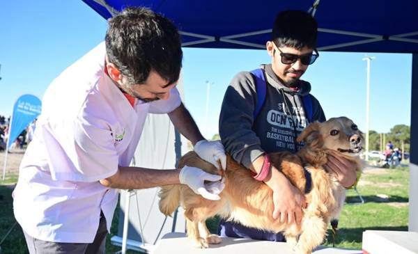 Atención veterinaria municipal y gratuita: cuándo, dónde y cómo acceder