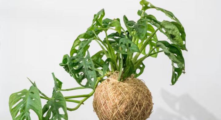 Plantas saludables: consejos para cuidarlas todo el año