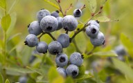 Prolonged drought stunts the renowned wild blueberry crop in the Maritimes
