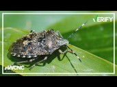 Here's how to avoid stink bugs around your home