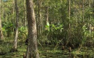 Conservation Collier to get $34 million to buy sensitive land after plan to gut it (again) fails to gain traction