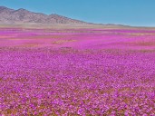 Atacama Desert transforms with rare purple bloom