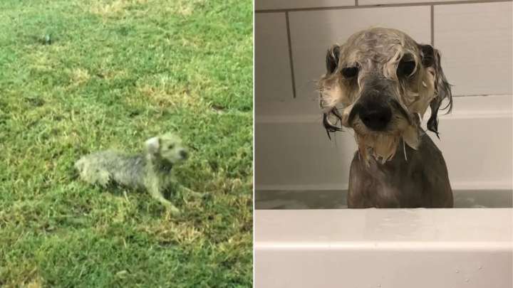 Virginia Dog Has The Most Hilarious Method For Avoiding Baths, And You'll Love It