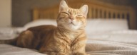 Scientists Reveal a Simple Technique to Communicate With Your Cat