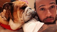Muere Roscoe, el perro famoso de Lewis Hamilton
