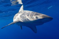 Marine Biologist Seriously Injured in Shark Attack