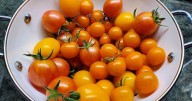 All in all, a good gardening season - In & Out of the Kitchen