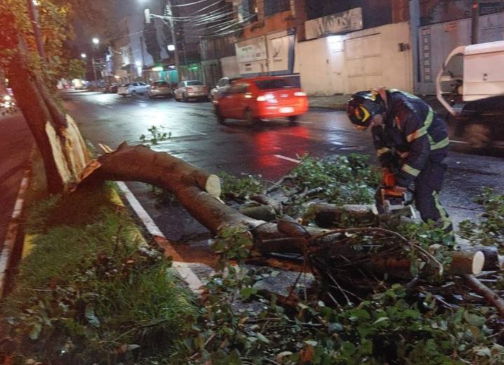 Caen 22 árboles y una barda en Tlalpan tras lluvias en CDMX