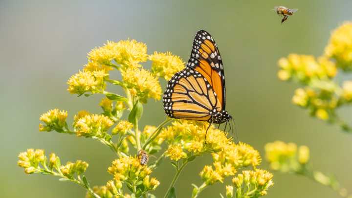 The Pollinator-Favorite Flower That'll Add A Gorgeous Autumn Glow To Your Garden