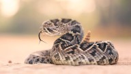 ¿Cómo diferenciar una serpiente de cascabel de otras serpientes comunes en Nuevo León?