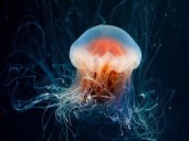 Unas extrañas medusas con tentáculos de más de 20 metros aparecieron en las playas de Texas