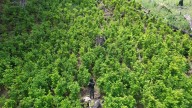 Fuerzas Armadas decomisan plantación de coca en norte de Honduras