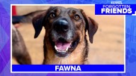 Fawna the Shepherd Mix Awaits Her Forever Home