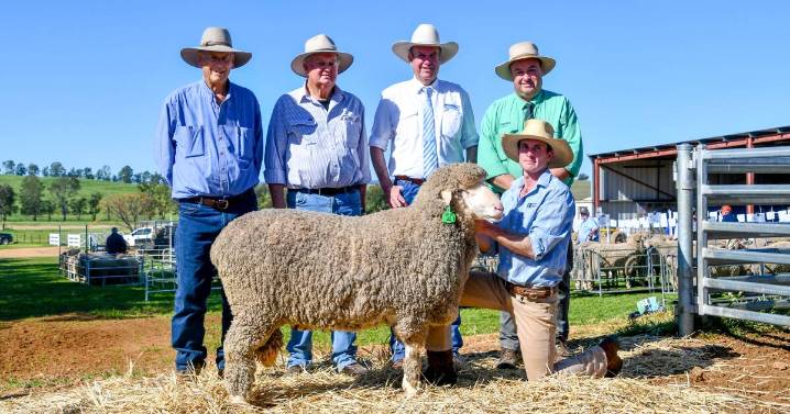 Roseville Park Merino sale sees commercial buyer out bid studs to claim star lot