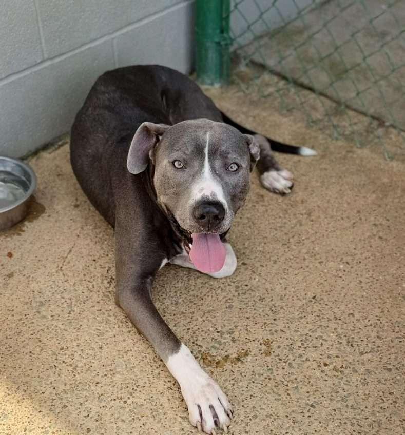 DARKHORSE DOGS: Meet Nelly: A Gentle Giant Looking for His Forever Home