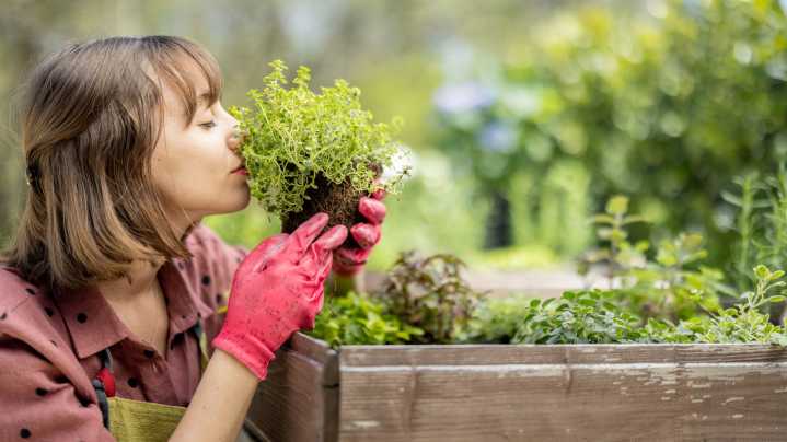 9 Herbs You Can Plant In The Garden By Hand