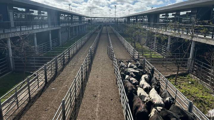 Vacunos. Cierre de semana con altibajos en el Mercado Agroganadero de Cañuelas