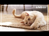 Charlotte-Mecklenburg Animal Care & Control stresses need for cat adoptions