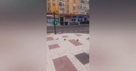Vecinos denuncian la mortandad de aves en el entorno del Parque de Huelin de Málaga