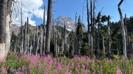 Hiking the breathtaking Timberline Trail around Mount…