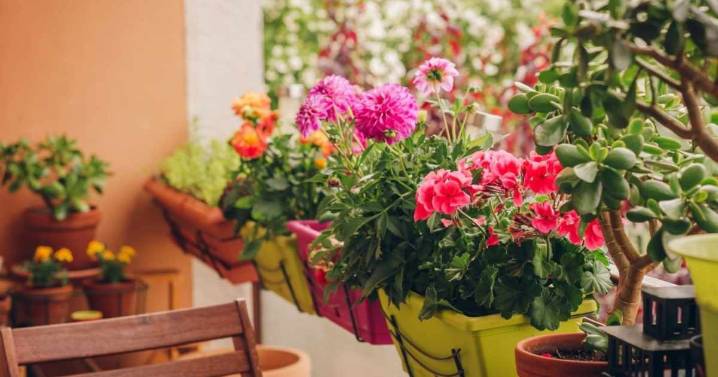 Ni cactus ni suculentas: cinco plantas ideales para jardines pequeños en patios o balcones