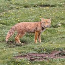 This Tibetan fox looks just like a cartoon character come to life