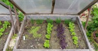 Extend your growing season by building a cold frame
