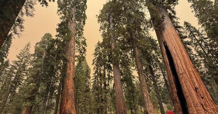 Garnet fire, burning near sequoias, turns 'dynamic,' scorches 10,000 more acres