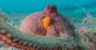 A new analysis of underwater videos shows octopuses are 'incredible multitaskers'