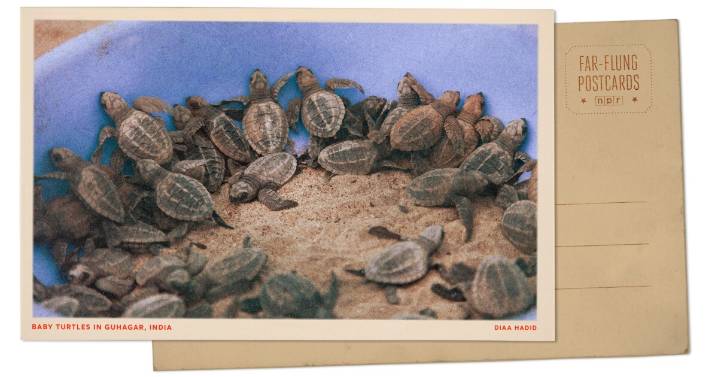 Greetings from Guhagar, India, where newly hatched turtles get some help into the sea