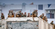 Tragedy as two-month-old baby 'snatched from bed and drowned by monkeys'