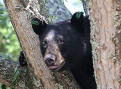 FWC says man shot bear found in his Central Florida home