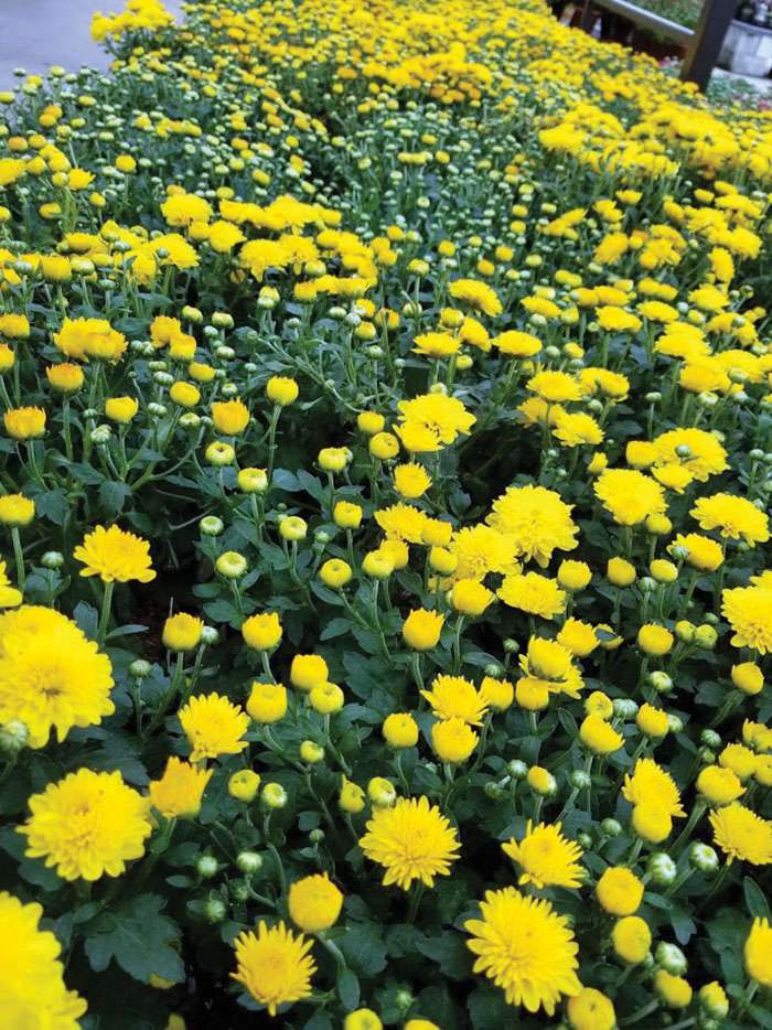 Darrell Blackwelder: Planting fall mums