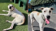 California Pup Born In A Shelter Was Returned Three Times, But He Still Longs For His Forever Home