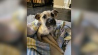 Nevada Woman Rushed To Save Paralyzed Pup From Euthanasia Only To Learn The Truth About Him