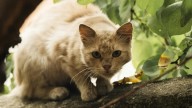 Gatos sin hogar: una amenaza silenciosa para la salud pública y la biodiversidad en Chihuahua