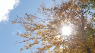Maine foliage report shows slower start